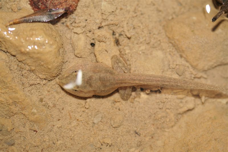 Metamorfosandi da identificare - Rana italica, Bufo bufo